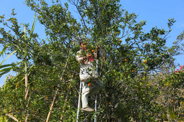 Orange Farming Emerges as Reliable Income Source for Farmers in Bhojpur