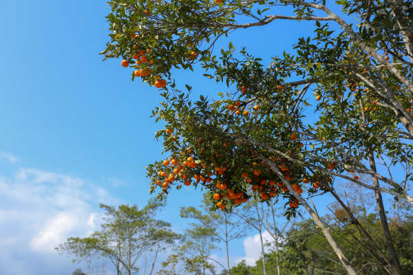 Orange Farming Emerges as Reliable Income Source for Farmers in Bhojpur