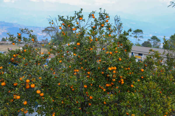 Orange Farming Emerges as Reliable Income Source for Farmers in Bhojpur