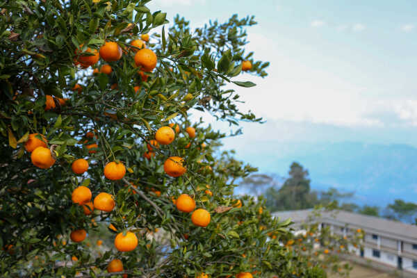 Orange Farming Emerges as Reliable Income Source for Farmers in Bhojpur