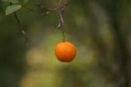 Orange Farming Emerges as Reliable Income Source for Farmers in Bhojpur