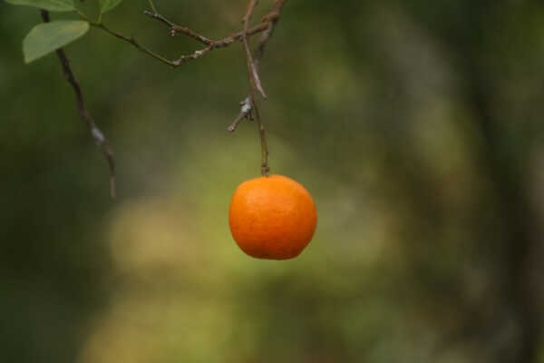 Orange Farming Emerges as Reliable Income Source for Farmers in Bhojpur