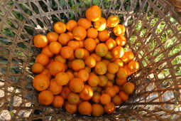 Orange Farming Emerges as Reliable Income Source for Farmers in Bhojpur