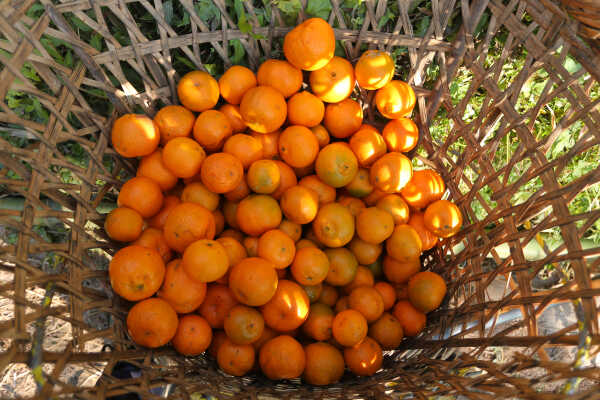 Orange Farming Emerges as Reliable Income Source for Farmers in Bhojpur
