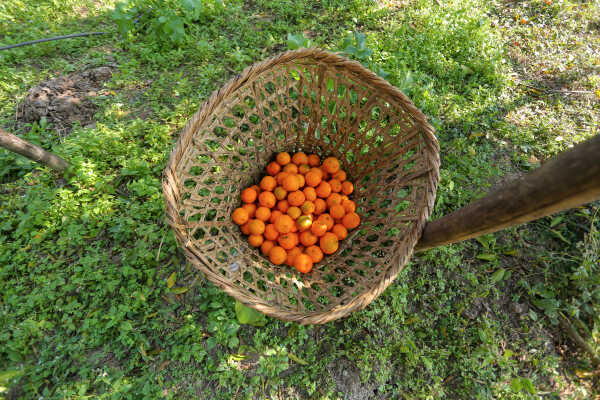 Orange Farming Emerges as Reliable Income Source for Farmers in Bhojpur