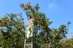 Orange Farming Emerges as Reliable Income Source for Farmers in Bhojpur