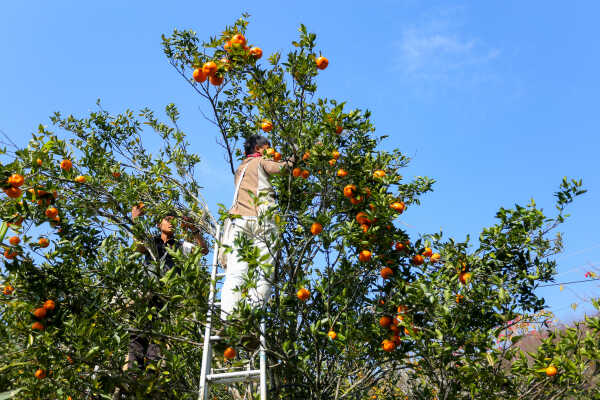 Orange Farming Emerges as Reliable Income Source for Farmers in Bhojpur