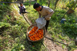 Orange Farming Emerges as Reliable Income Source for Farmers in Bhojpur