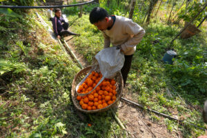 Orange Farming Emerges as Reliable Income Source for Farmers in Bhojpur
