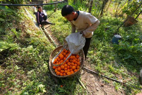 Orange Farming Emerges as Reliable Income Source for Farmers in Bhojpur