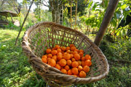 Orange Farming Emerges as Reliable Income Source for Farmers in Bhojpur