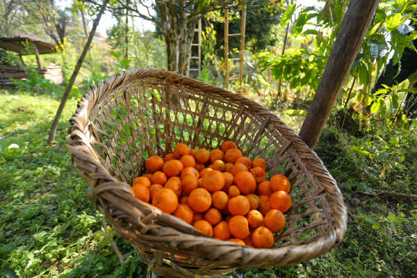 Orange Farming Emerges as Reliable Income Source for Farmers in Bhojpur