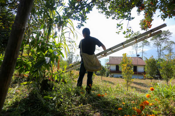 Orange Farming Emerges as Reliable Income Source for Farmers in Bhojpur