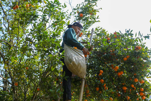 Orange Farming Emerges as Reliable Income Source for Farmers in Bhojpur