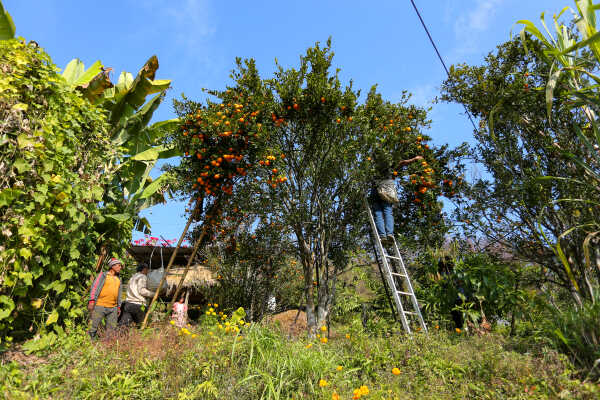 Orange Farming Emerges as Reliable Income Source for Farmers in Bhojpur