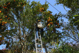 Orange Farming Emerges as Reliable Income Source for Farmers in Bhojpur (9)