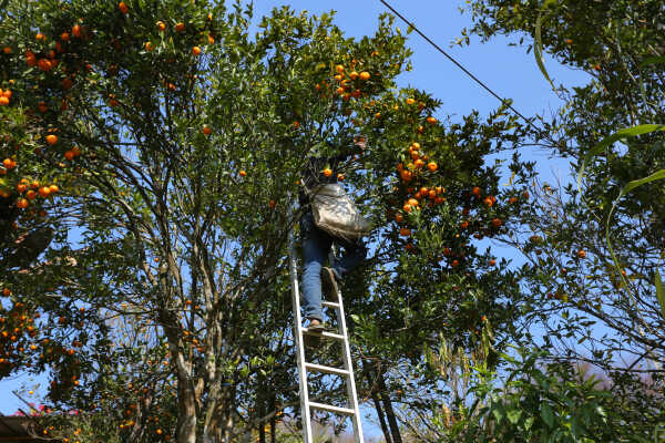 Orange Farming Emerges as Reliable Income Source for Farmers in Bhojpur (9)