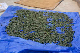 Rudraksha Cultivation and Product Manufacturing Expand in Bhojpur