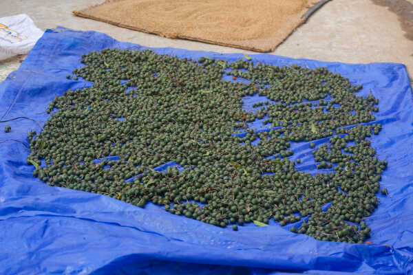 Rudraksha Cultivation and Product Manufacturing Expand in Bhojpur