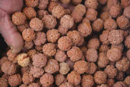 Rudraksha Cultivation and Product Manufacturing Expand in Bhojpur