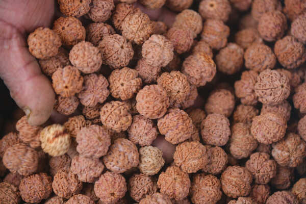 Rudraksha Cultivation and Product Manufacturing Expand in Bhojpur