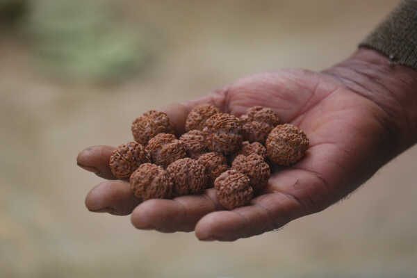 Rudraksha Cultivation and Product Manufacturing Expand in Bhojpur