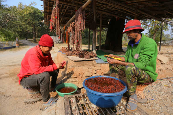 Rudraksha Cultivation and Product Manufacturing Expand in Bhojpur