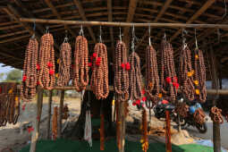 Rudraksha Cultivation and Product Manufacturing Expand in Bhojpur