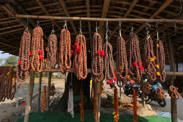 Rudraksha Cultivation and Product Manufacturing Expand in Bhojpur