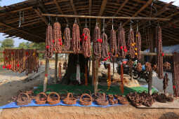 Rudraksha Cultivation and Product Manufacturing Expand in Bhojpur