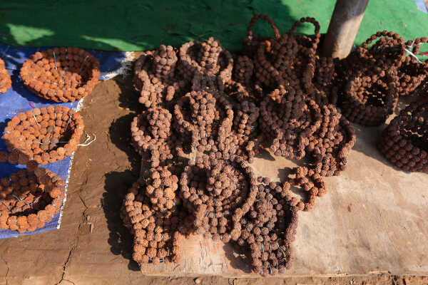 Rudraksha Cultivation and Product Manufacturing Expand in Bhojpur
