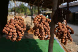 Rudraksha Cultivation and Product Manufacturing Expand in Bhojpur