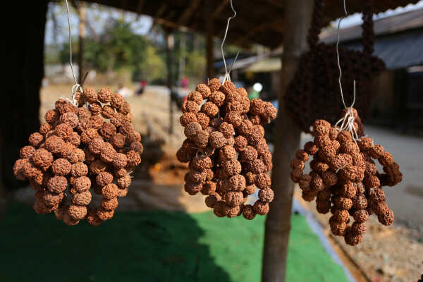 Rudraksha Cultivation and Product Manufacturing Expand in Bhojpur