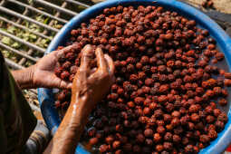 Rudraksha Cultivation and Product Manufacturing Expand in Bhojpur