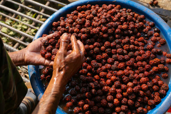 Rudraksha Cultivation and Product Manufacturing Expand in Bhojpur