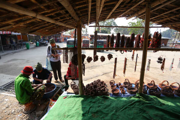 Rudraksha Cultivation and Product Manufacturing Expand in Bhojpur