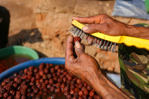 Rudraksha Cultivation and Product Manufacturing Expand in Bhojpur