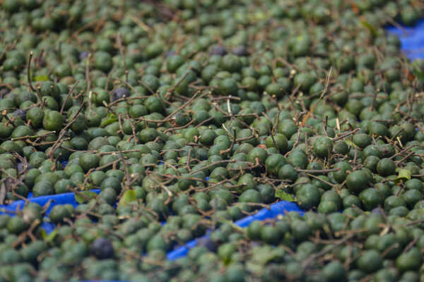 Rudraksha Cultivation and Product Manufacturing Expand in Bhojpur