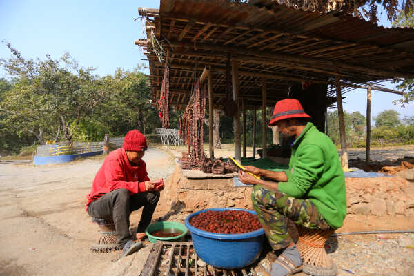 Rudraksha Cultivation and Product Manufacturing Expand in Bhojpur