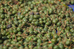 Rudraksha Cultivation and Product Manufacturing Expand in Bhojpur