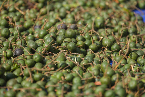 Rudraksha Cultivation and Product Manufacturing Expand in Bhojpur
