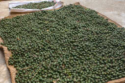 Rudraksha Cultivation and Product Manufacturing Expand in Bhojpur