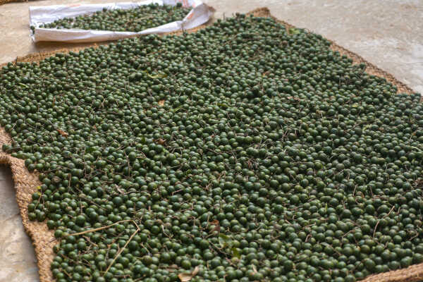 Rudraksha Cultivation and Product Manufacturing Expand in Bhojpur