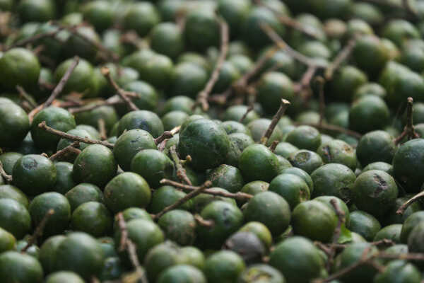 Rudraksha Cultivation and Product Manufacturing Expand in Bhojpur