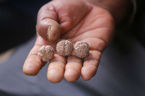 Rudraksha Cultivation and Product Manufacturing Expand in Bhojpur