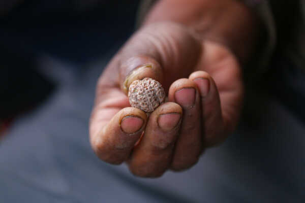 Rudraksha Cultivation and Product Manufacturing Expand in Bhojpur