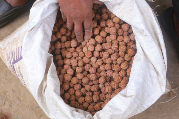 Rudraksha Cultivation and Product Manufacturing Expand in Bhojpur