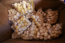 Tokha Sees Surge in Chaku Production Ahead of Maghe Sankranti