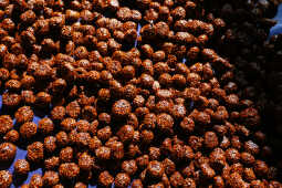 Tokha Sees Surge in Chaku Production Ahead of Maghe Sankranti