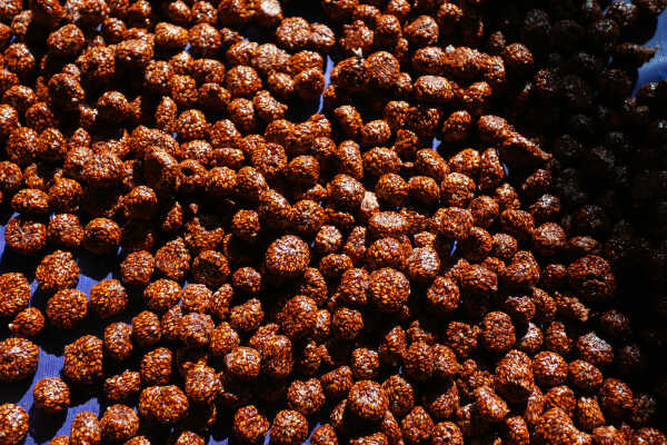Tokha Sees Surge in Chaku Production Ahead of Maghe Sankranti
